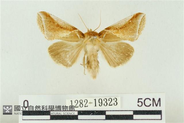 印華波紋蛾藏品圖，第1張