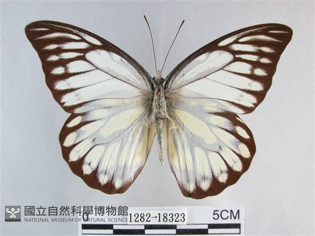 鋸粉蝶藏品圖，第1張