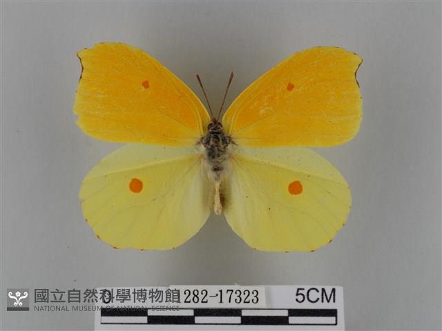 圓翅鉤粉蝶藏品圖，第1張