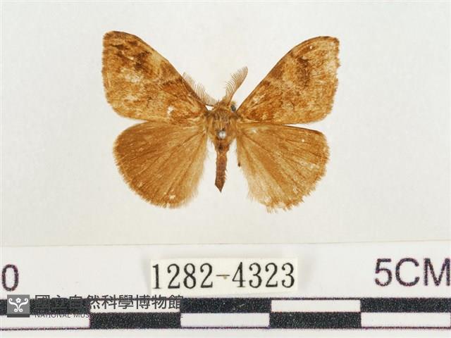 小白紋毒蛾藏品圖，第1張