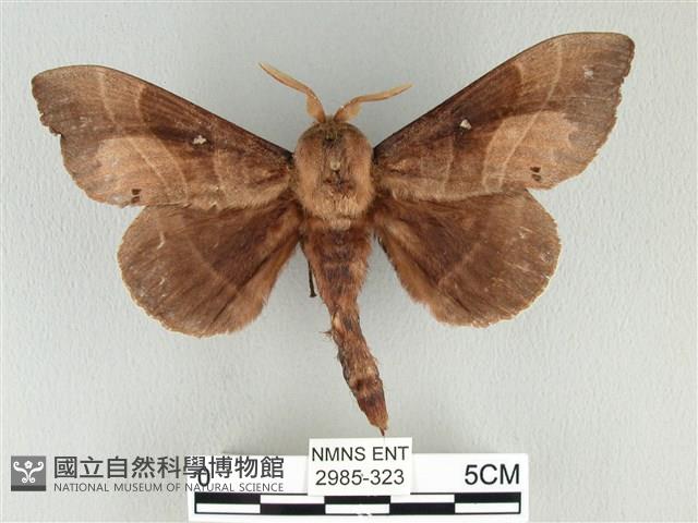 松大毛蟲藏品圖，第1張