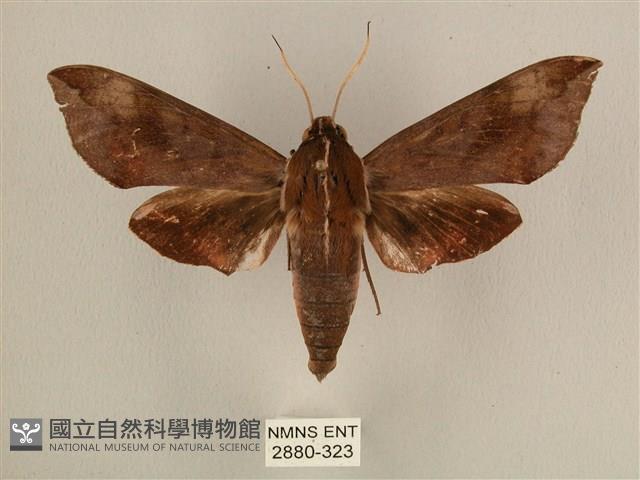 背中白天蛾藏品圖，第1張