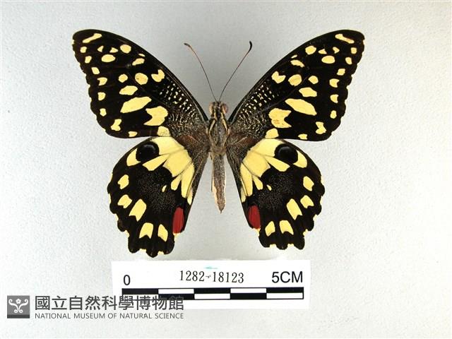 花鳳蝶、無尾鳳蝶藏品圖，第1張