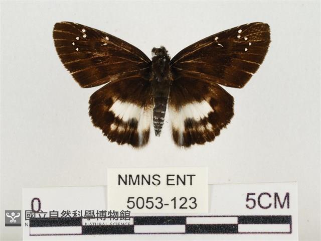 白裙弄蝶藏品圖，第1張