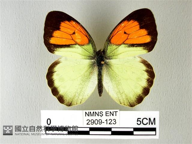 異粉蝶、雌白黃蝶藏品圖，第1張