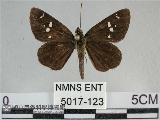 白斑弄蝶藏品圖，第1張