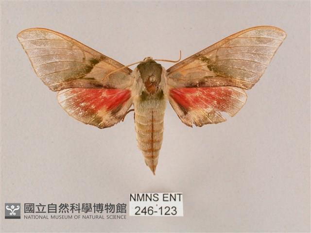 榆綠天蛾藏品圖，第1張