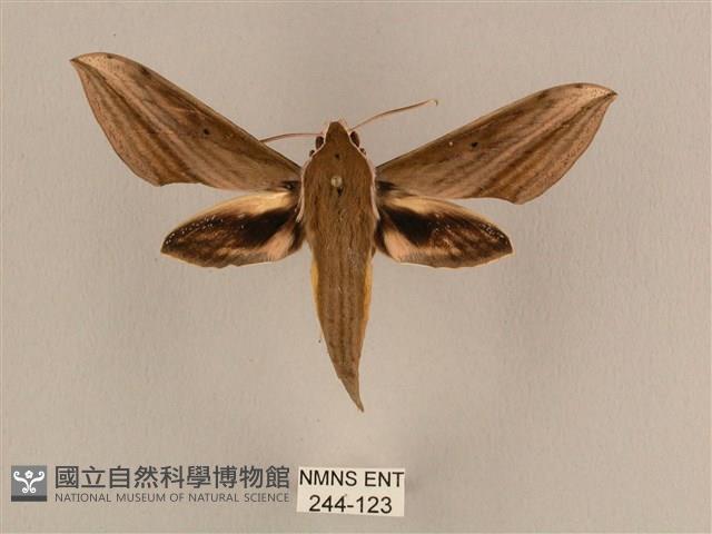 背線天蛾藏品圖，第1張