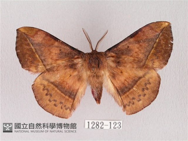阿里山絨帶蛾藏品圖，第1張
