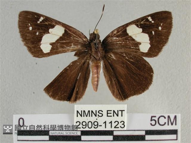 曲紋袖弄蝶藏品圖，第1張