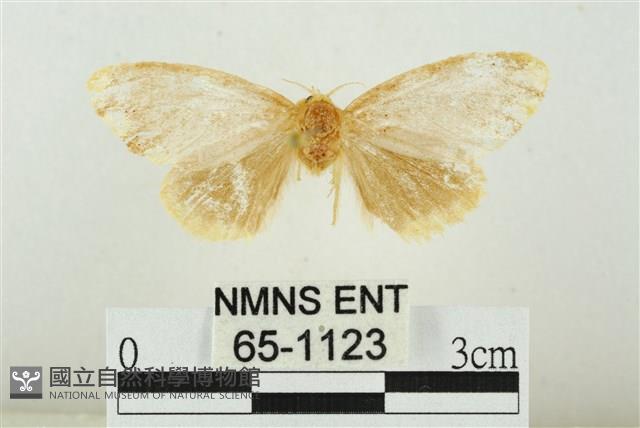 黑翅黃毒蛾藏品圖，第1張
