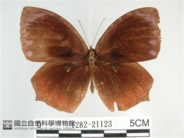 藍紋鋸眼蝶藏品圖，第1張