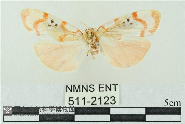 臺雪苔蛾藏品圖，第1張