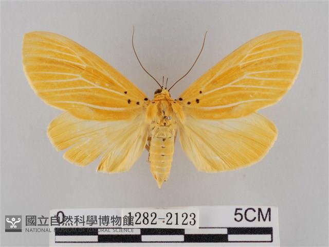橙擬燈蛾藏品圖，第1張