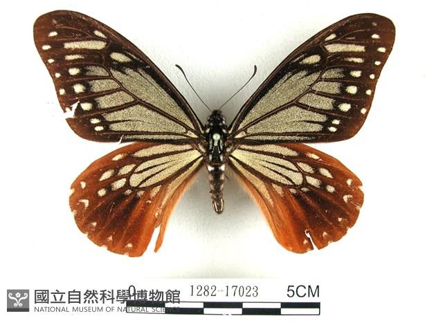 斑鳳蝶藏品圖，第1張