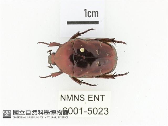 紫艷白點花金龜藏品圖，第1張