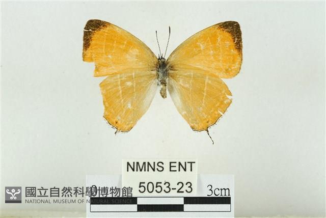 臺灣焰灰蝶藏品圖，第1張