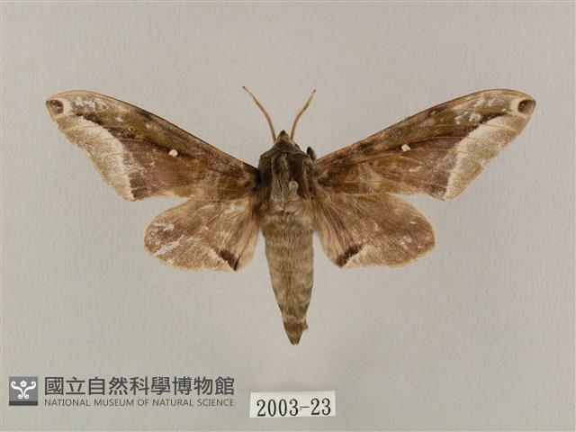 白點天蛾 藏品圖，第1張