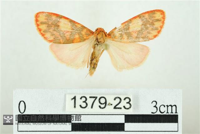 三色豔苔蛾藏品圖，第1張