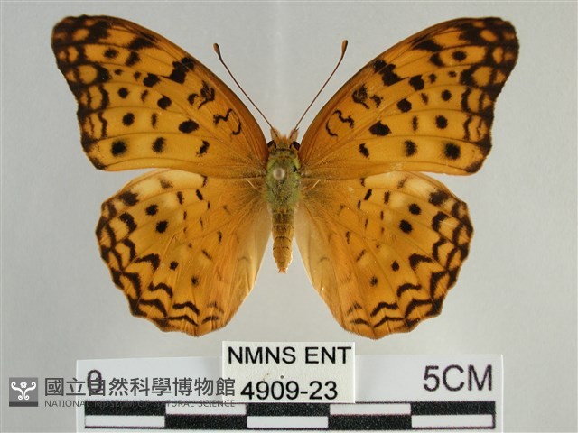 琺蛺蝶藏品圖，第1張