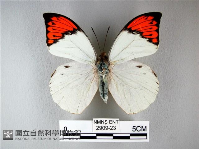 橙端粉蝶、端紅蝶藏品圖，第1張