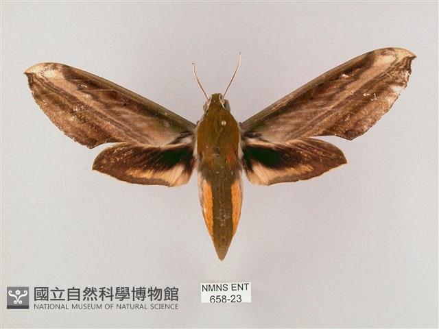 綠背斜紋天蛾藏品圖，第1張