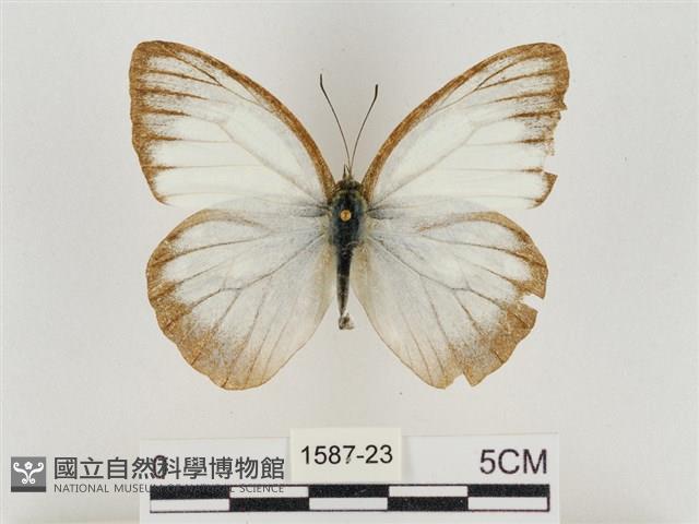 淡褐脈粉蝶藏品圖，第1張