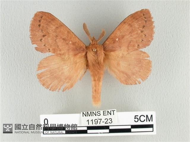 波紋枯葉蛾藏品圖，第1張