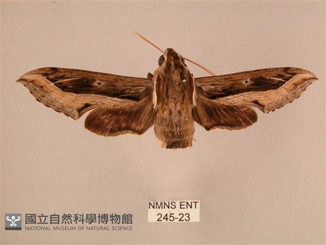 斜線天蛾藏品圖，第1張