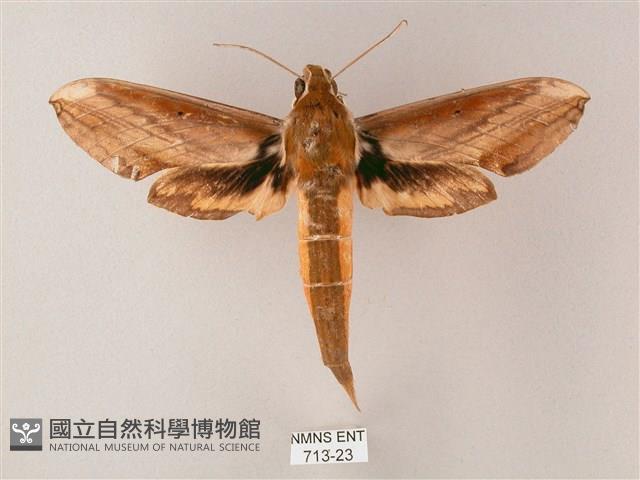 綠背斜紋天蛾藏品圖，第1張