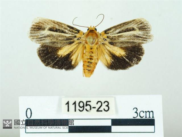 黃肩奇蛾藏品圖，第1張