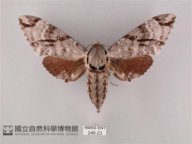 粗斜紋天蛾藏品圖，第1張