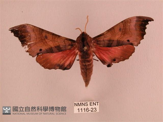 桃紅六點天蛾藏品圖，第1張