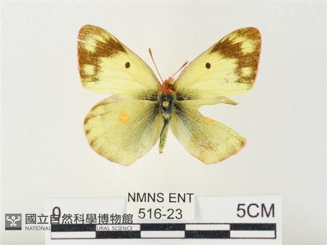 紋黃粉蝶藏品圖，第1張