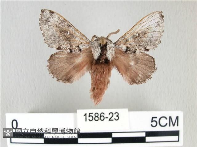 銀肩枯葉蛾藏品圖，第1張