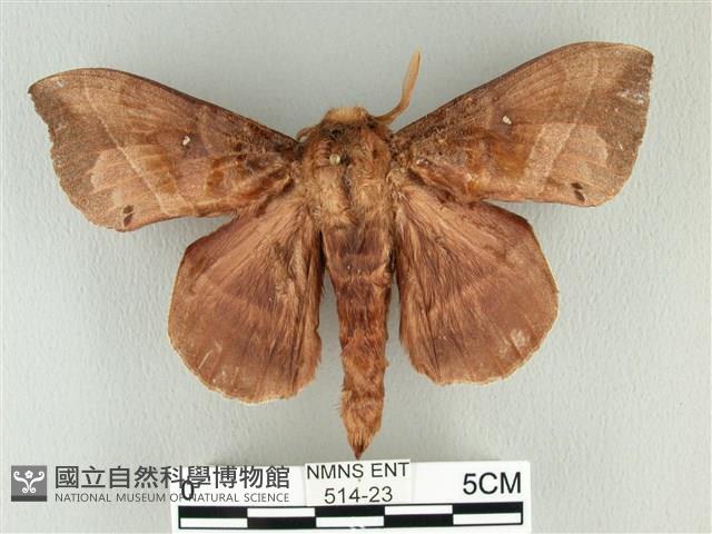 松大毛蟲藏品圖，第1張