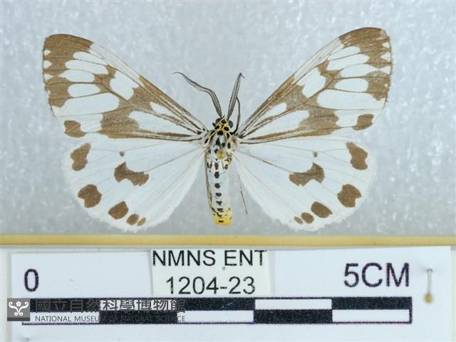 粉蝶燈蛾藏品圖，第1張