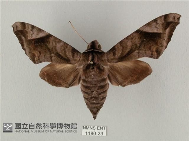 全緣缺角天蛾藏品圖，第1張