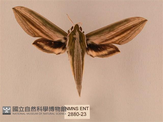 棕綠背線天蛾藏品圖，第1張