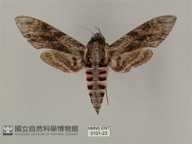 蝦殼天蛾藏品圖，第1張