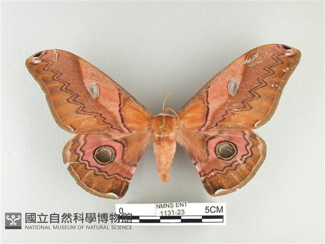 雙黑目天蠶蛾藏品圖，第1張