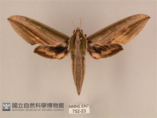 棕綠背線天蛾藏品圖，第1張