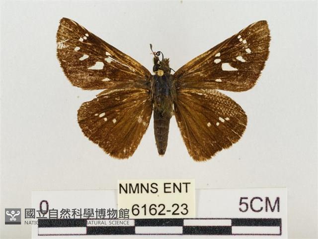 奇萊禪弄蝶藏品圖，第1張