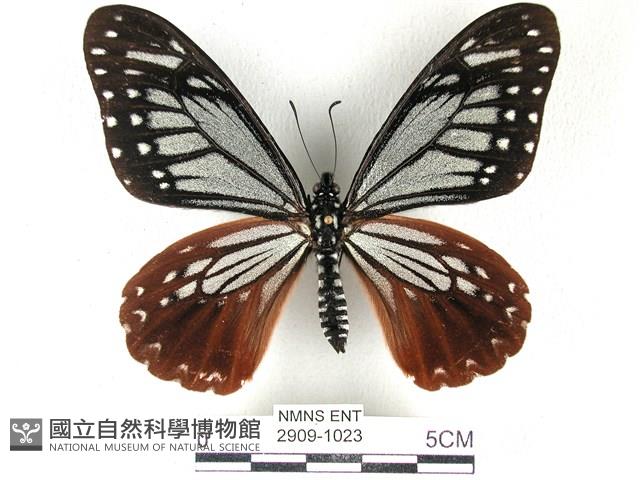 斑鳳蝶藏品圖，第1張
