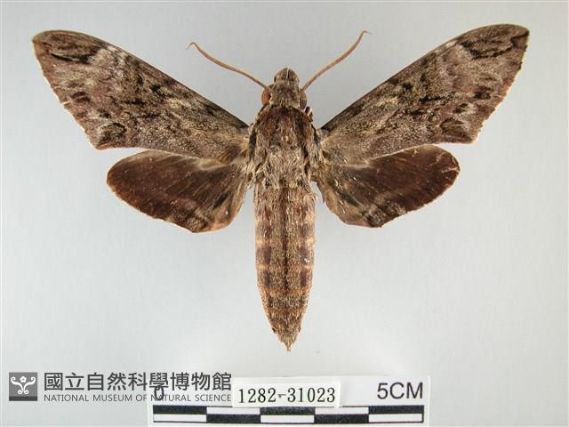 霜天蛾藏品圖，第1張