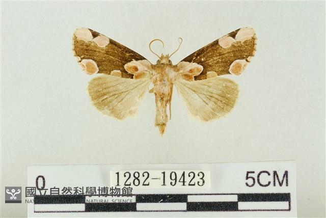 大斑波紋蛾藏品圖，第1張