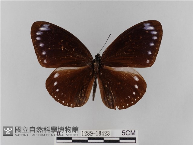雙標紫斑蝶藏品圖，第1張