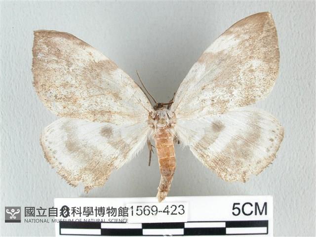 圓翅大鉤蛾藏品圖，第1張
