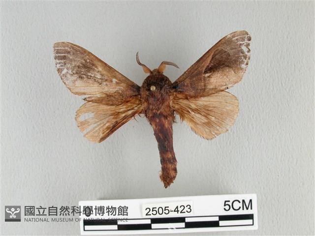 大褐斑枯葉蛾藏品圖，第1張