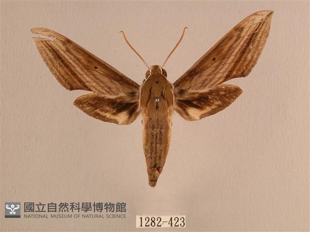 背線天蛾藏品圖，第1張